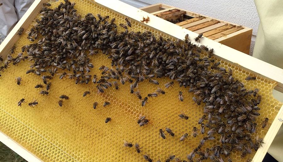 Bienen bei EGGER Druck und Medien