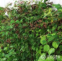 Insekten, Vögel und Kleinsäuger lieben Brombeerhecken im Sommer und im Winter.