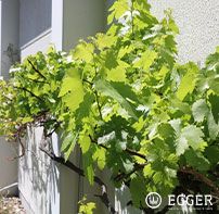 Wein wächst an der Fassade des Betriebs entlang.