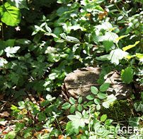 Baumstämme bieten Lebensraum und Nahrung für Insekten.